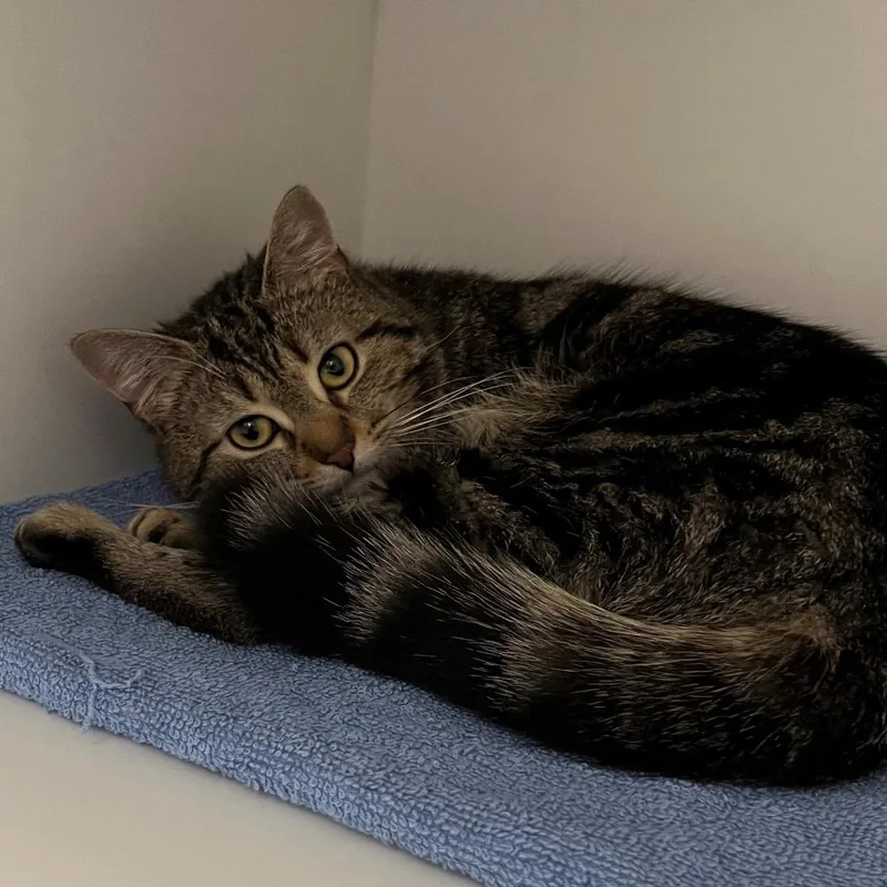 A young small-sized male Brown / Chocolate Domestic Medium Hair cat named Nola for adoption in New York, NY