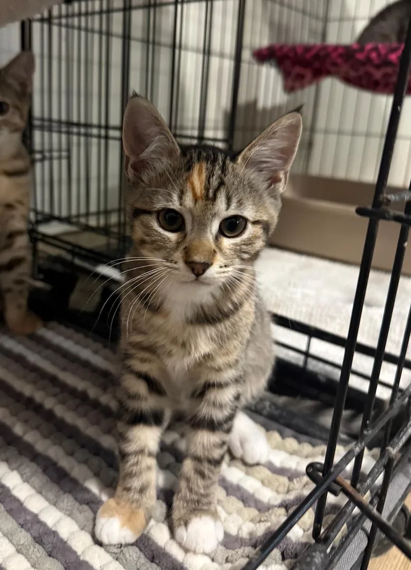 A young small-sized female Tabby (Gray / Blue / Silver) Torbie cat named Robin for adoption in Temecula, CA