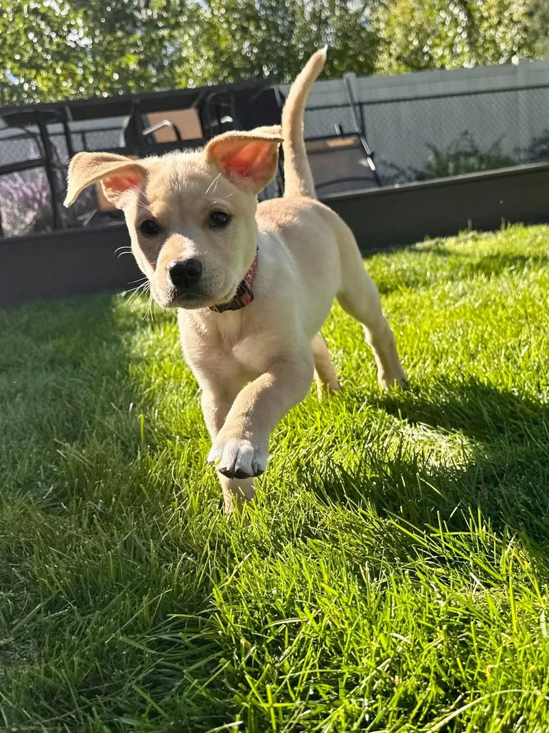 A baby medium-sized female Mixed Breed dog named Goldie for adoption in Grand Forks, ND