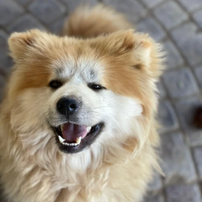 An adult medium-sized female Apricot / Beige Samoyed dog named Mika for adoption in New York, NY