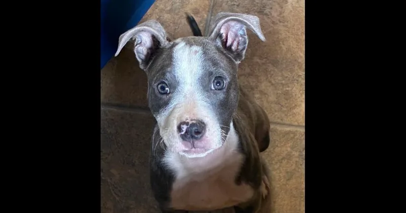 Marley