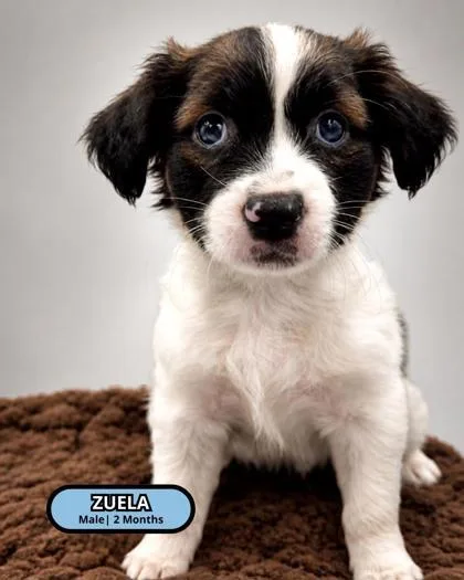 Zuela thumbnail 2