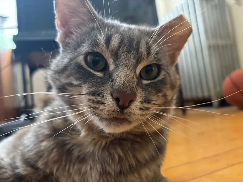 A young medium-sized male Domestic Short Hair cat named Eggplant for adoption in Milwaukee, WI