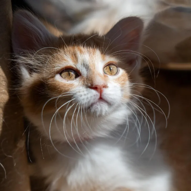 A baby small-sized female Orange / Red Domestic Long Hair cat named Mandarin for adoption in Durango, CO