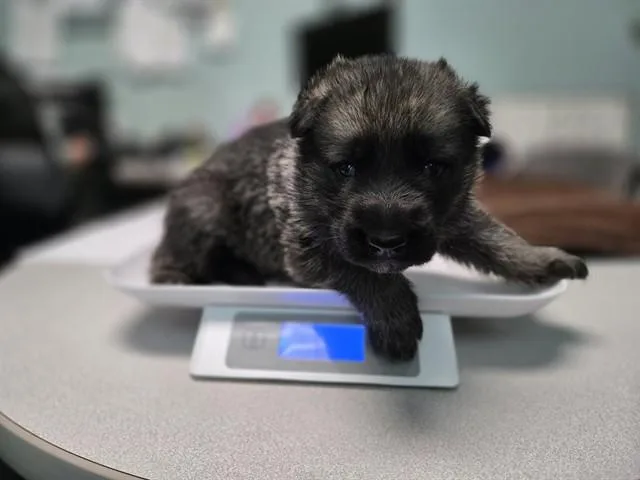 A baby small-sized male German Shepherd Dog dog named Yukon for adoption in Antioch, CA