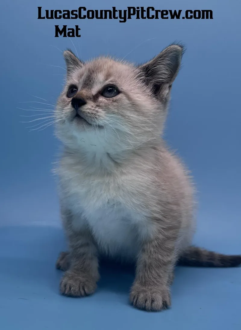 A baby medium-sized male Siamese cat named Mat for adoption in Toledo, OH