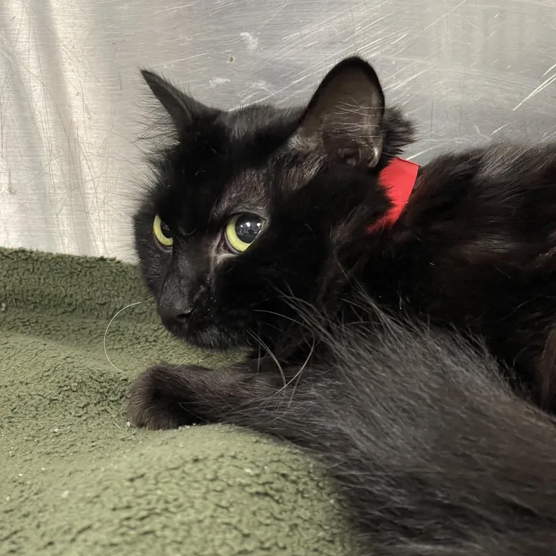 A young medium-sized female Black Domestic Medium Hair cat named Quinn for adoption in Tulsa, OK