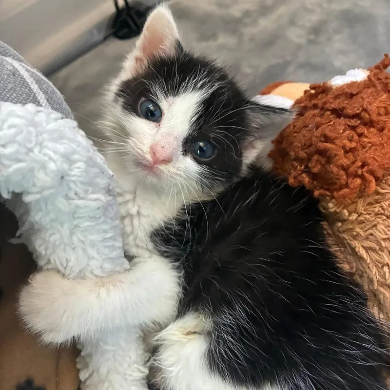 A baby small-sized male White American Shorthair cat named Winston for adoption in Franklin, TN