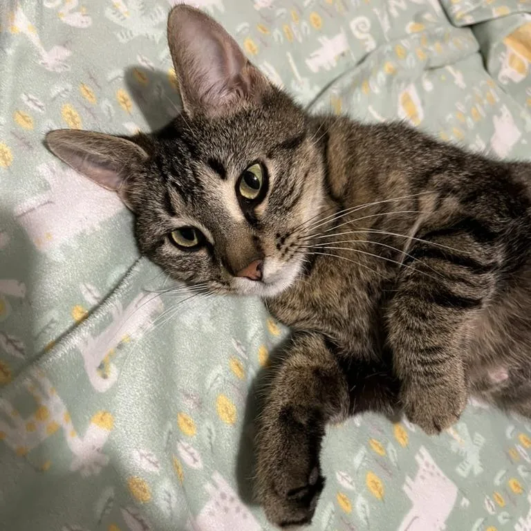 A young medium-sized female Brown / Chocolate Domestic Short Hair cat named Mama Poppy for adoption in Traverse City, MI