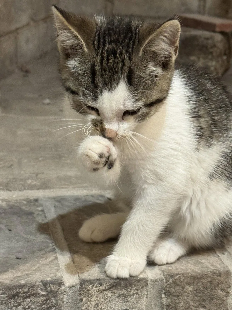 A baby medium-sized female Domestic Short Hair cat named Fern M for adoption in Trenton, NJ