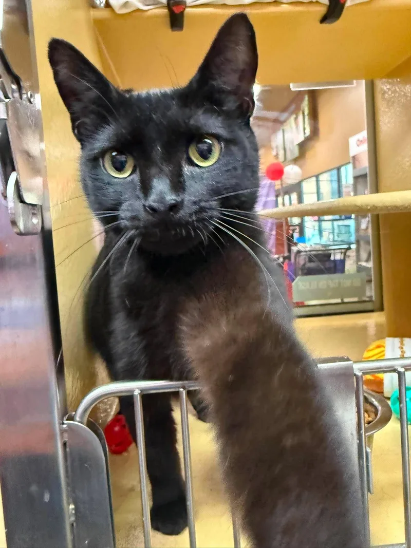 An adult medium-sized female Black Domestic Short Hair cat named Olive for adoption in Marion, IN