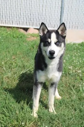 A young medium-sized male Black Husky dog named Onyx for adoption in Martinsville, VA