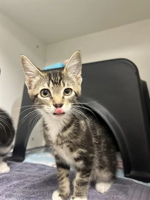 A baby small-sized male Domestic Short Hair cat named A for adoption in Ontario, CA