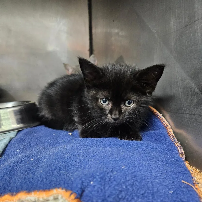 A baby small-sized female Black Domestic Short Hair cat named Orbit for adoption in Pasadena , MD