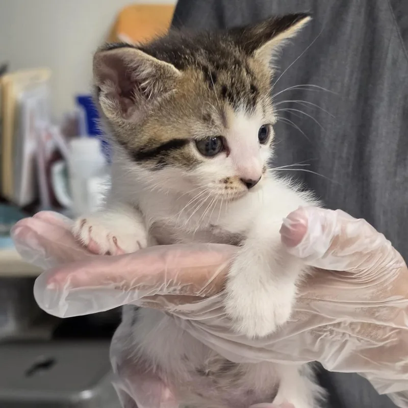 A baby small-sized male Brown / Chocolate Domestic Short Hair cat named Mars for adoption in Newark, NJ