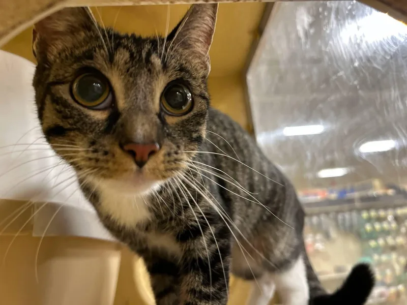 A young medium-sized female Tabby (Gray / Blue / Silver) Tabby cat named Salem for adoption in Speedway, IN