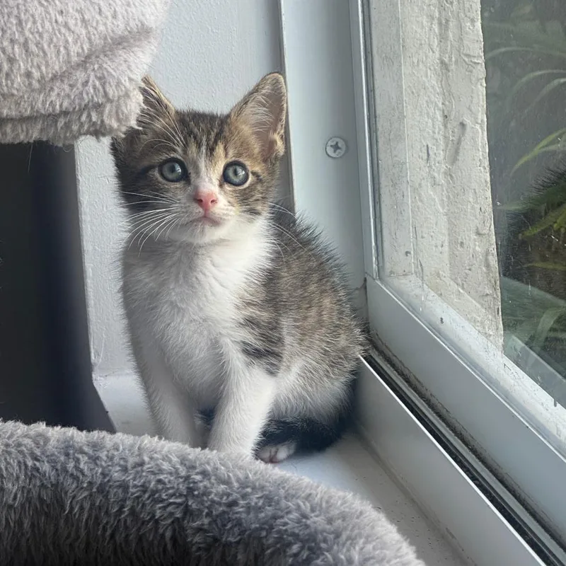 A baby small-sized male White Domestic Short Hair cat named Luke for adoption in Fort Lauderdale, FL