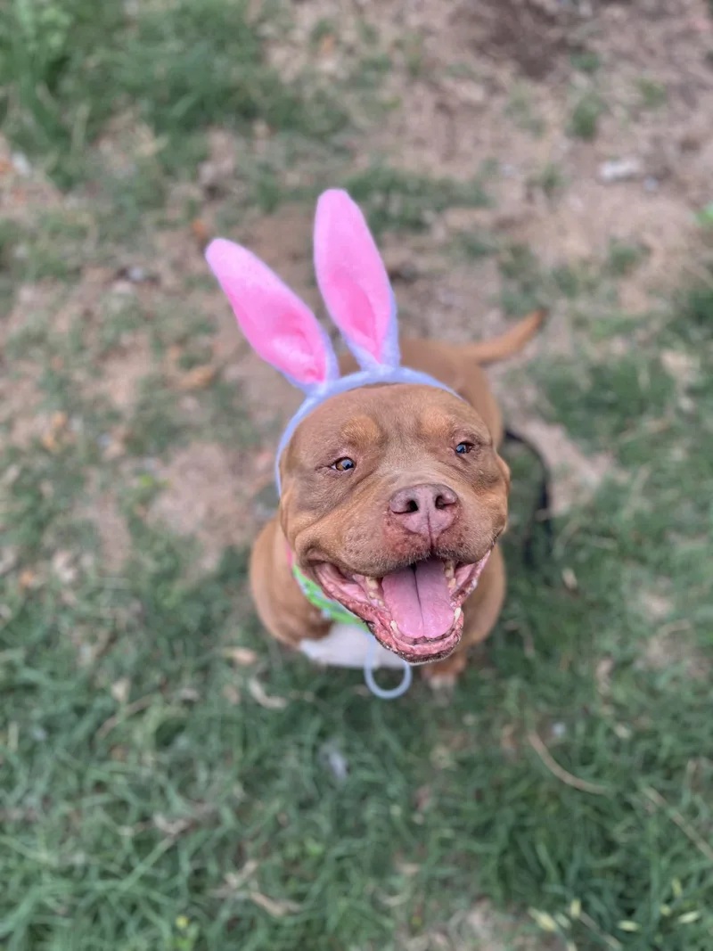 A senior large-sized female American Bully dog named Flora for adoption in Mico, TX