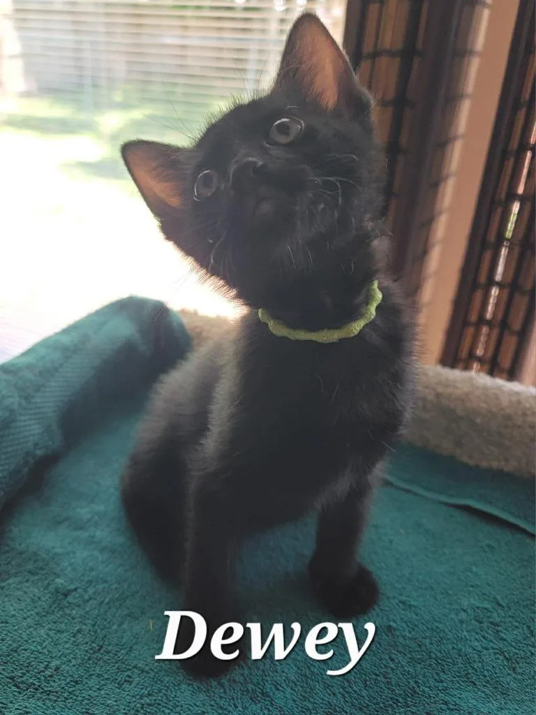 A baby small-sized male Domestic Short Hair cat named Dewey for adoption in Sebastian, FL