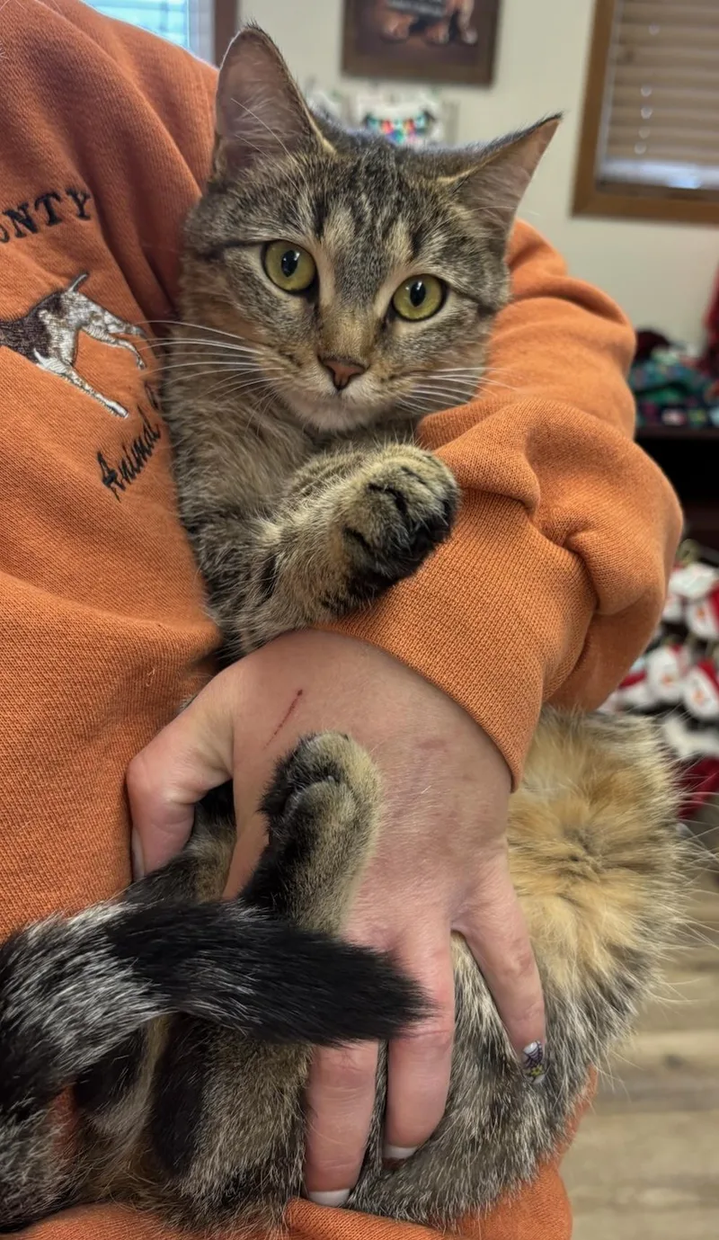 A young medium-sized female Tabby (Brown / Chocolate) Domestic Short Hair cat named Honey for adoption in Dixon, IL