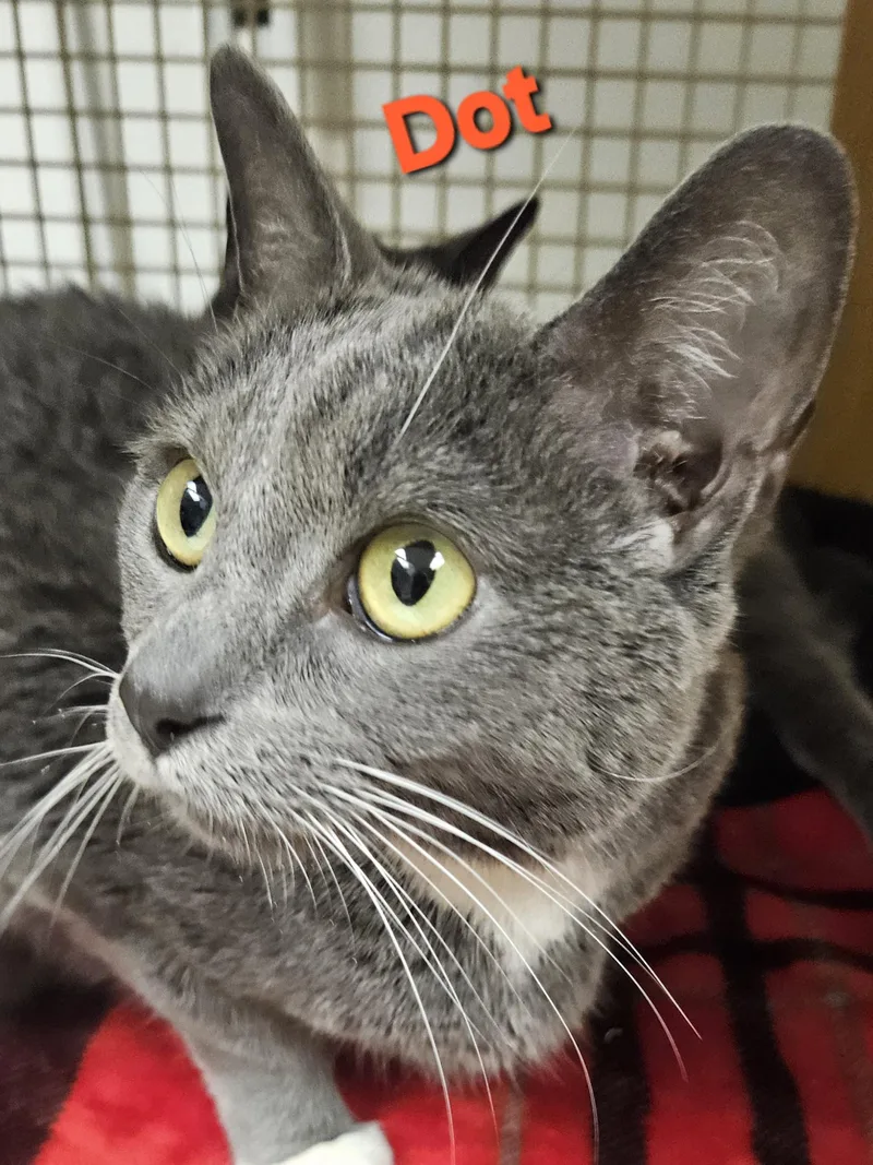 Dot And Doodle thumbnail 2