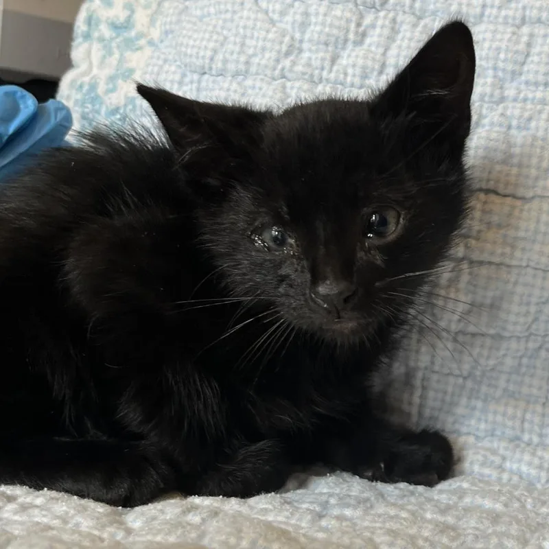 Panang Curry thumbnail 2