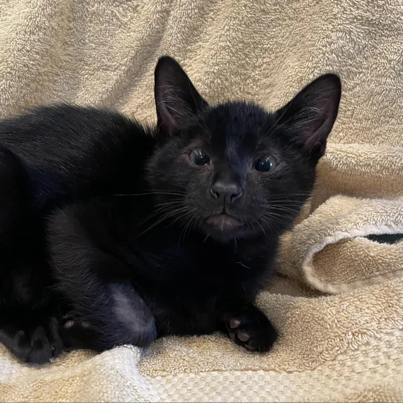 Panang Curry thumbnail 3