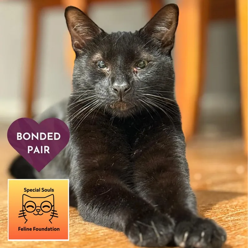 Panang Curry thumbnail 4