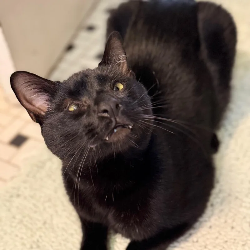 Panang Curry thumbnail 5