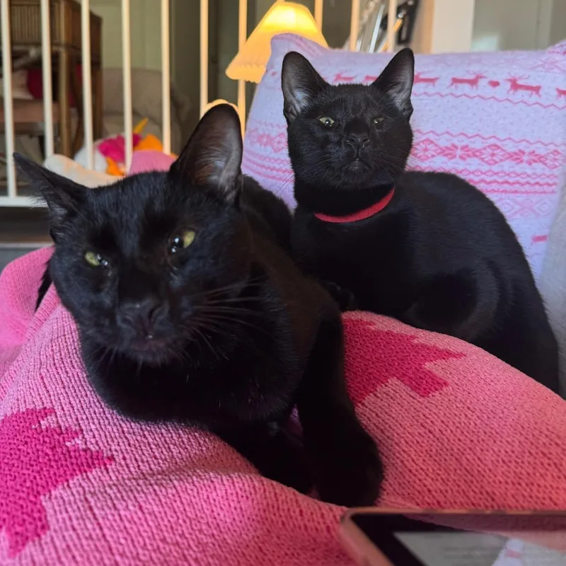 Panang Curry thumbnail 6