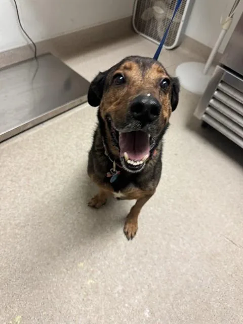 An adult large-sized male Shepherd dog named Bandit for adoption in Bakersfield, CA