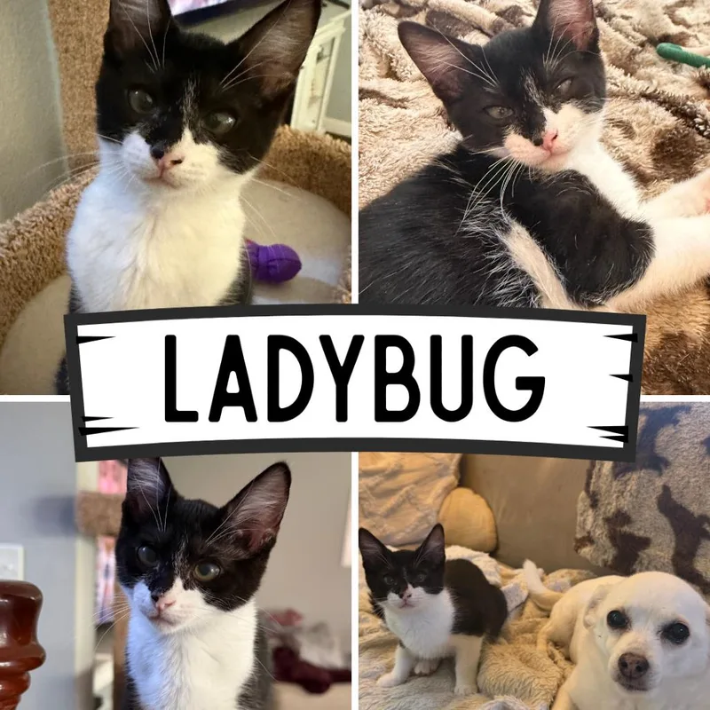 A baby small-sized female Black Domestic Short Hair cat named Ladybug for adoption in Orangevale, CA
