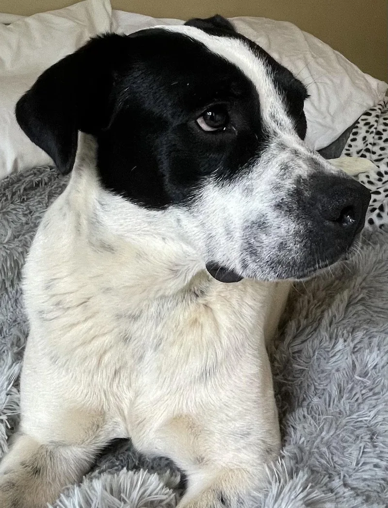 An adult large-sized female Pointer dog named Christina Dixon for adoption in Rockaway, NJ