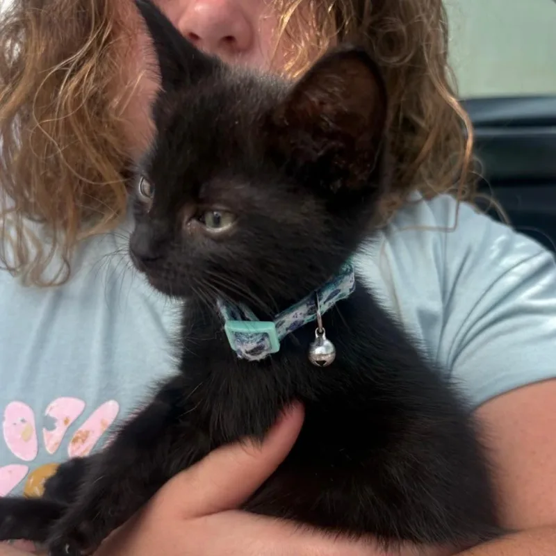 A baby small-sized male Black Domestic Medium Hair cat named Yellowjacket for adoption in Westminster, CA