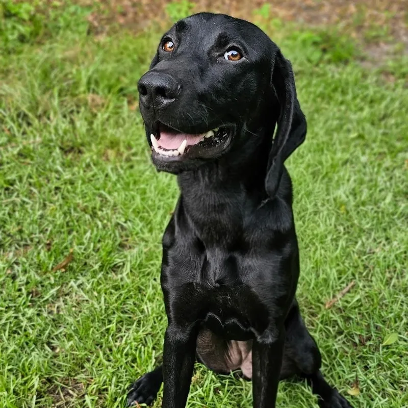 A baby medium-sized female Black German Shorthaired Pointer dog named Libby for adoption in BONIFAY, FL