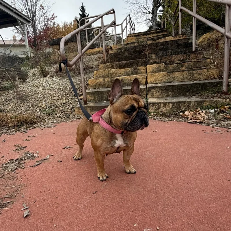 An adult small-sized female French Bulldog dog named Hennessy for adoption in Rochester, MN