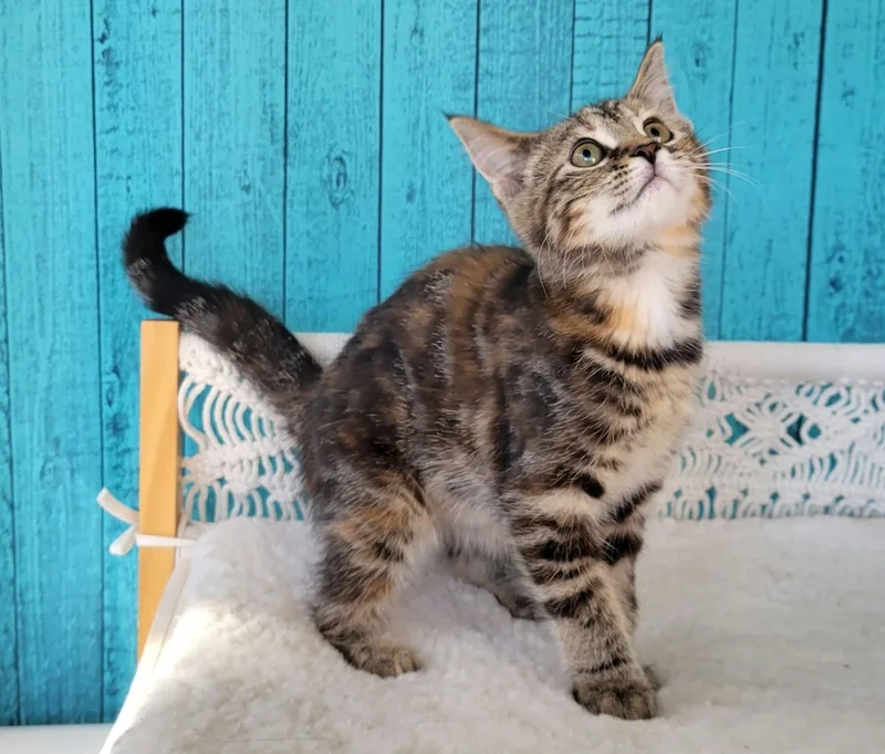 A baby small-sized female Tabby (Brown / Chocolate) Tabby cat named Zelda for adoption in Greensburg, PA