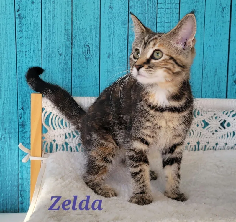 Zelda thumbnail 2