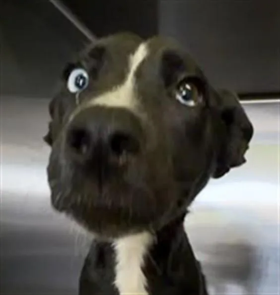A young small-sized female German Shepherd Dog dog named Willy for adoption in Los Angeles, CA