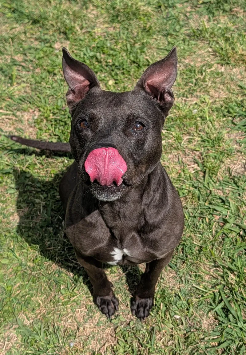 Harley A thumbnail 2