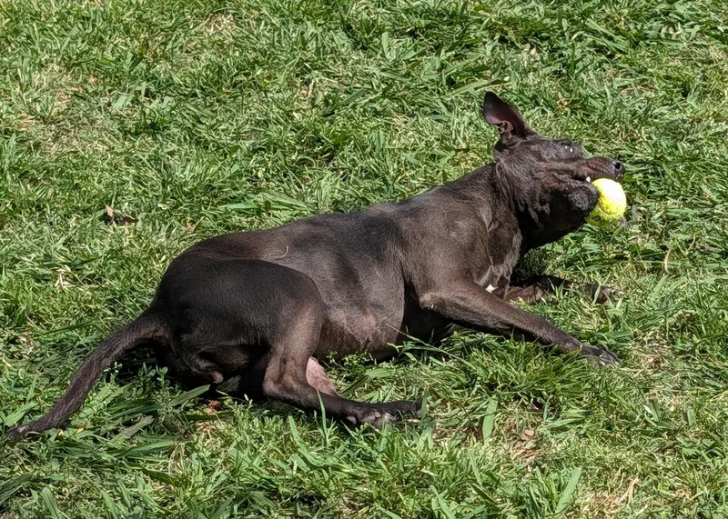 Harley A thumbnail 3