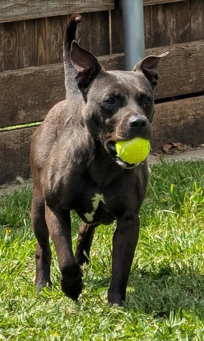 Harley A thumbnail 4