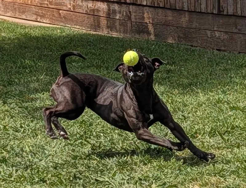 Harley A thumbnail 5