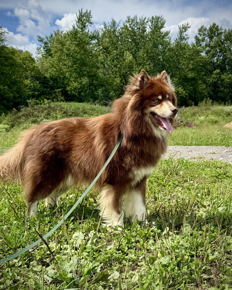Enzo