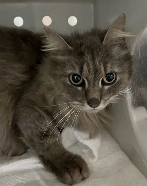 An adult small-sized female Domestic Medium Hair cat named A for adoption in Westminster, MD