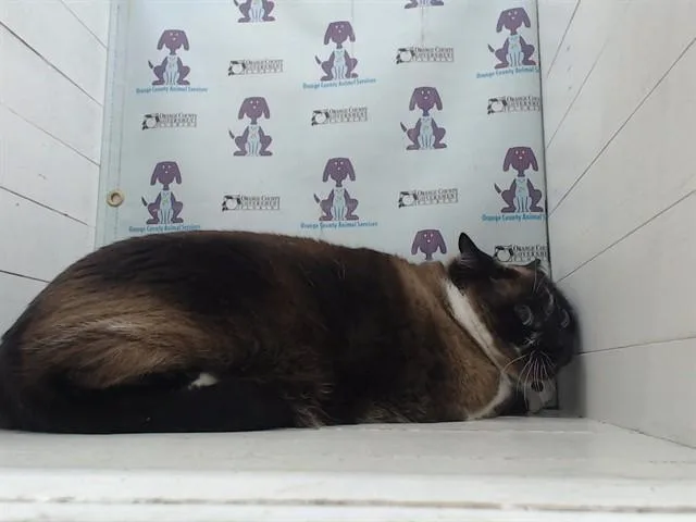 An adult small-sized female Domestic Short Hair cat named Luna for adoption in Orlando, FL