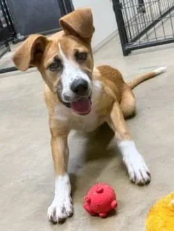 A young medium-sized female Apricot / Beige Yellow Labrador Retriever dog named Magnolia for adoption in Henderson, TX