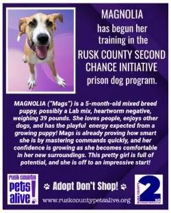 Magnolia thumbnail 3