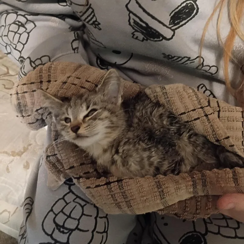 A baby small-sized female Gray / Blue / Silver Domestic Short Hair cat named FOUND Leroy for adoption in Rochester, MN