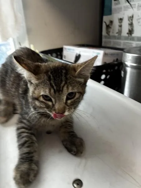 A baby small-sized female Domestic Short Hair cat named Swati for adoption in Salt Lake City, UT